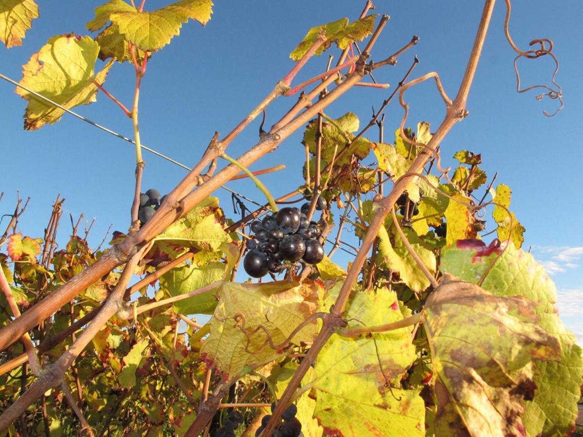 Le Richebourg - T2 Cosy, Confort *
